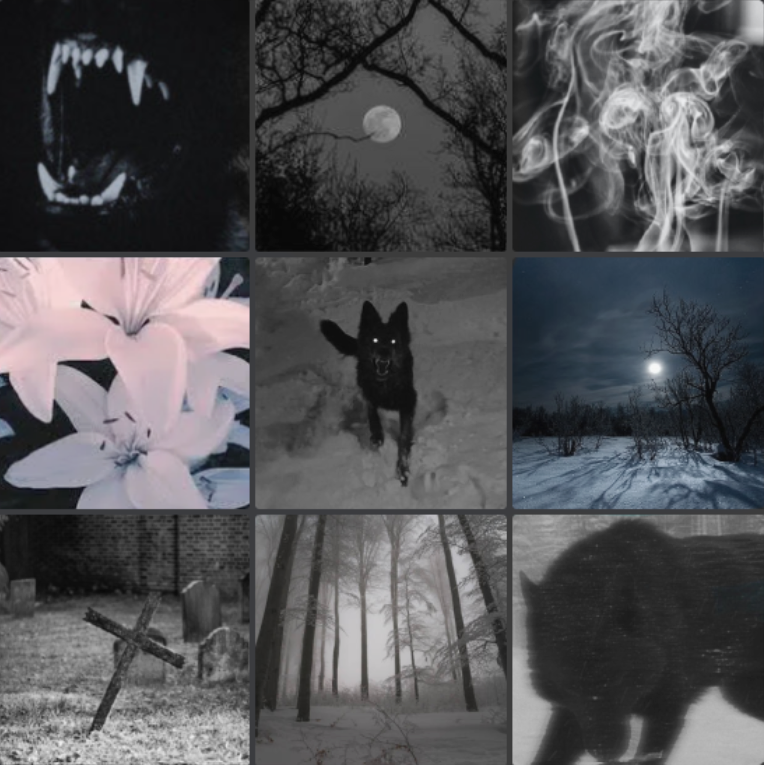 black wolf at night